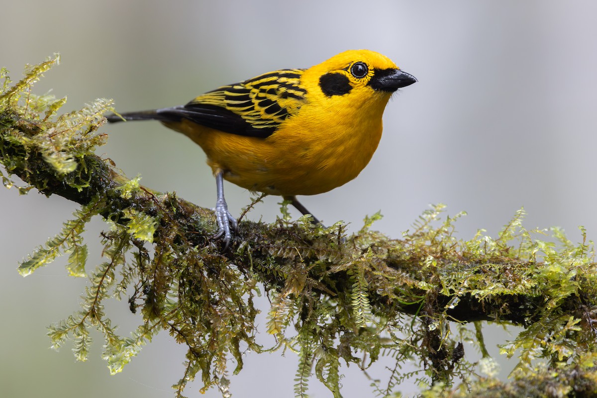 キンイロフウキンチョウ（aurulenta グループ） - ML650230376