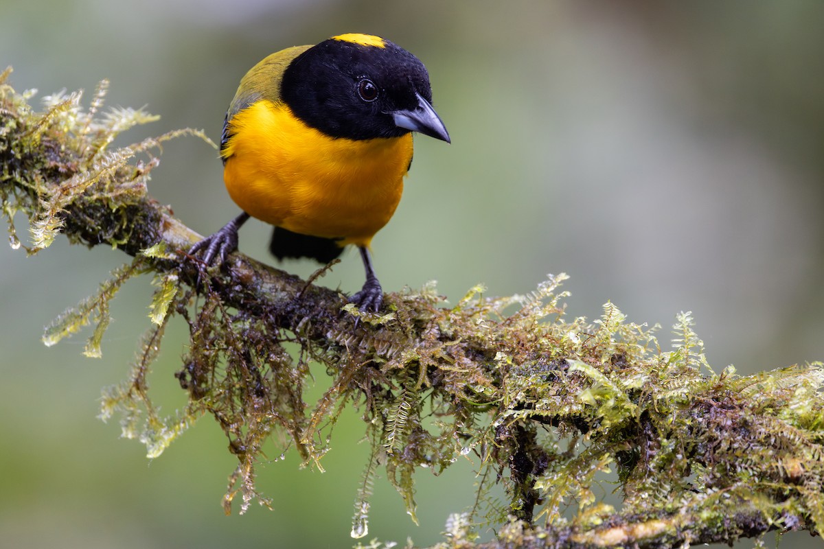 クロアゴヤマフウキンチョウ - ML650230465