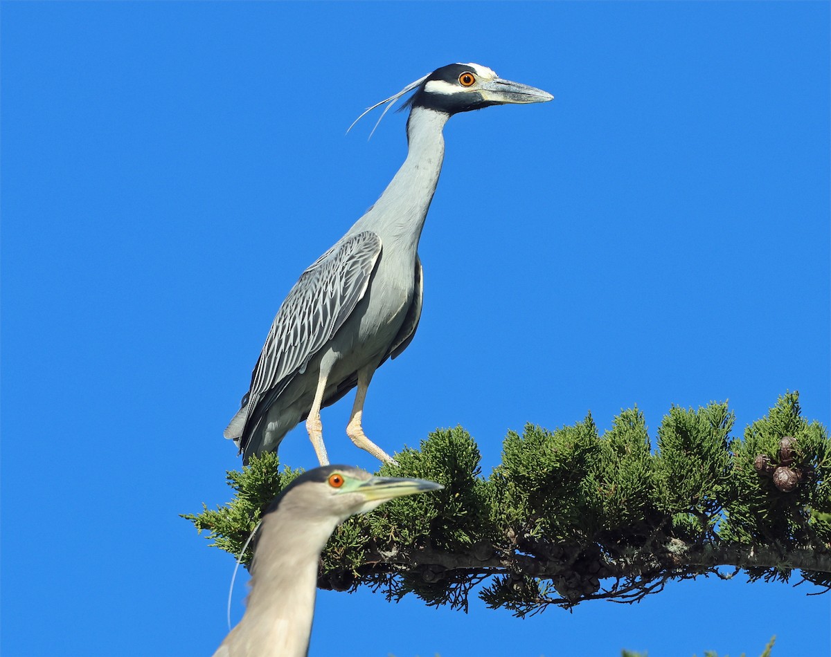 Yellow-crowned Night Heron - ML650230511