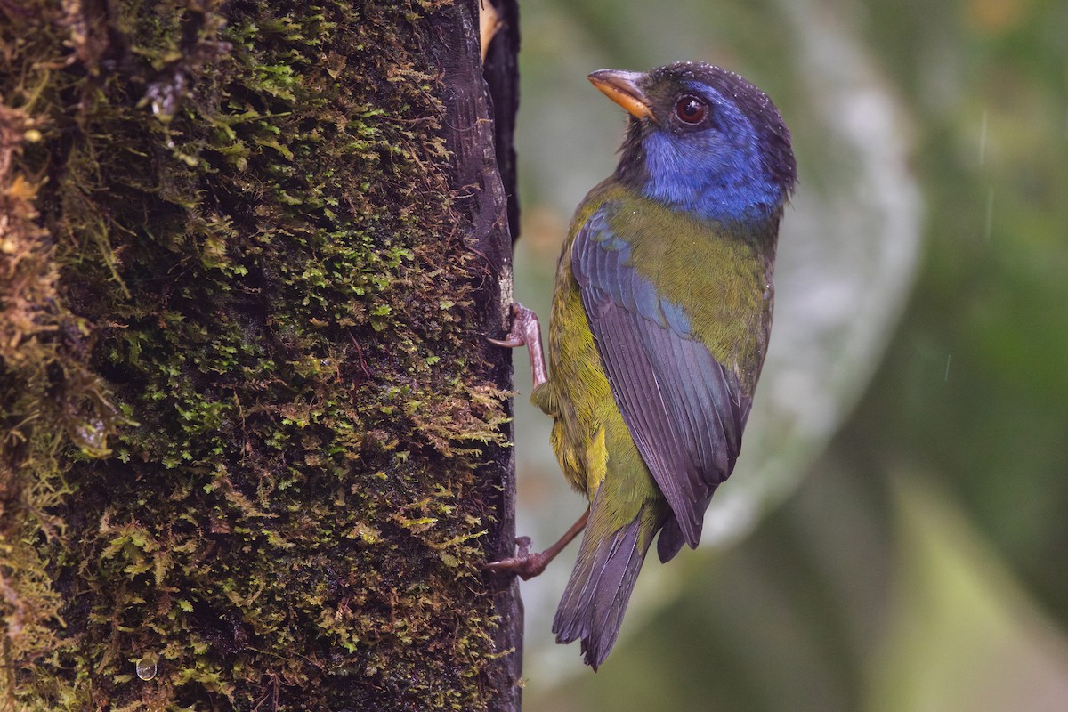 コケイロフウキンチョウ - ML650230527