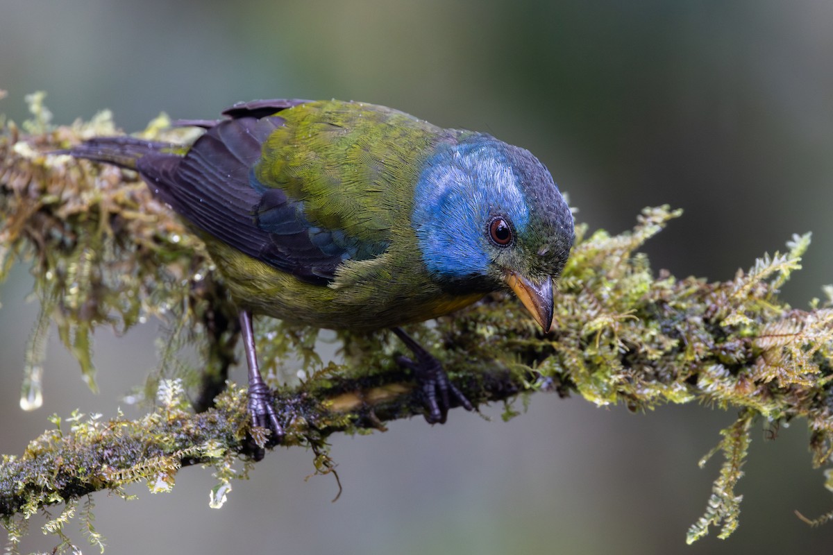 コケイロフウキンチョウ - ML650230528