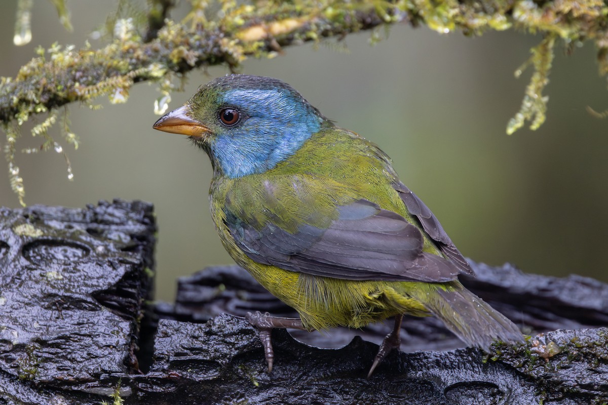 コケイロフウキンチョウ - ML650230529