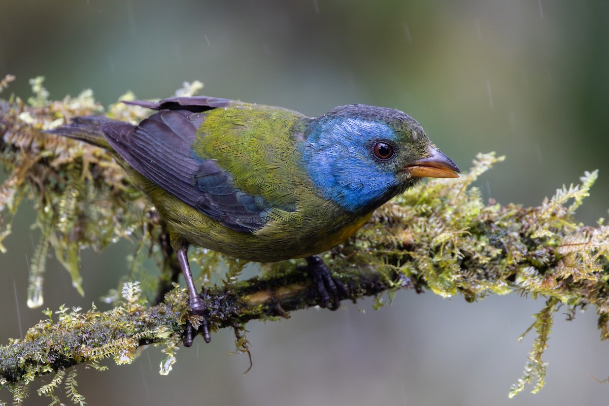 コケイロフウキンチョウ - ML650230532