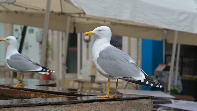 שחף צהוב-רגל - ML650230542