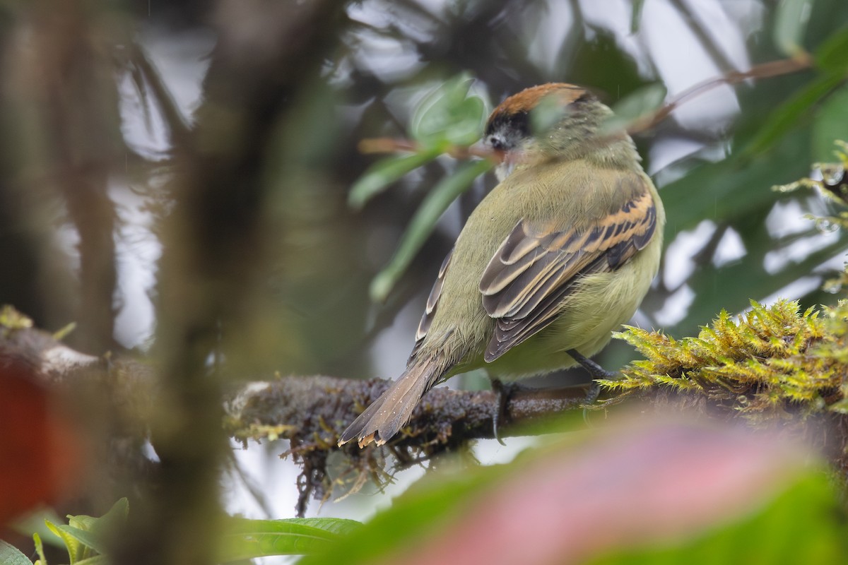 Cryptic Becard - ML650230544