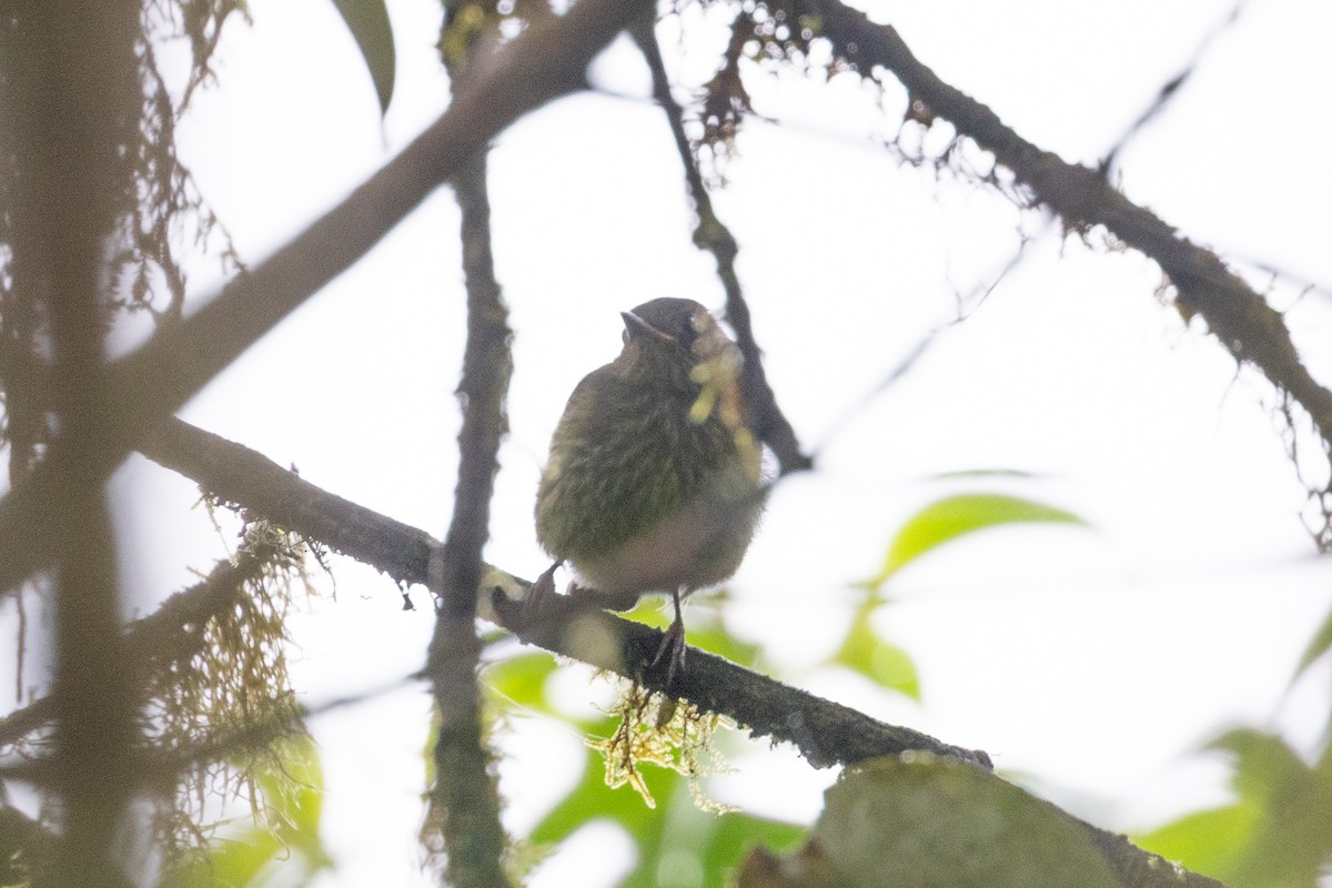 Olive-striped Flycatcher - ML650230550