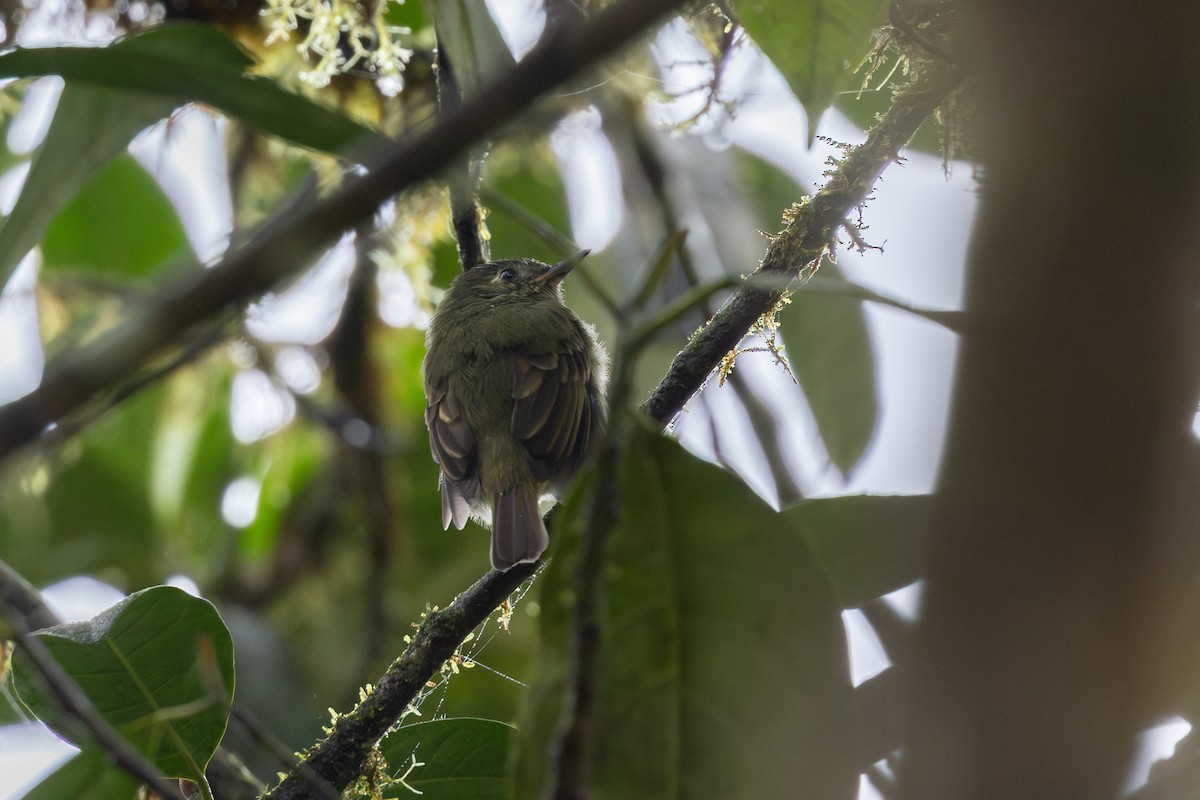Olive-striped Flycatcher - ML650230551