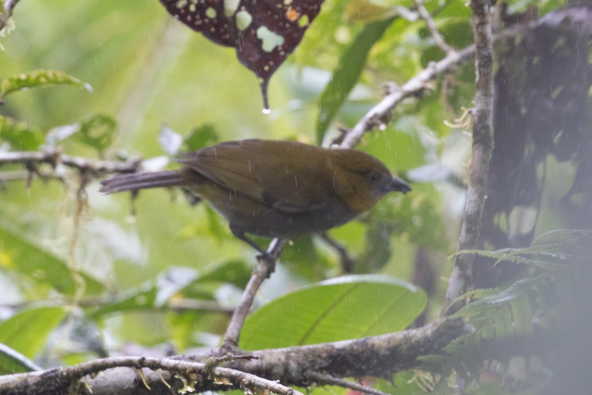 キノドヤブフウキンチョウ（flavigularis／marginatus） - ML650230575