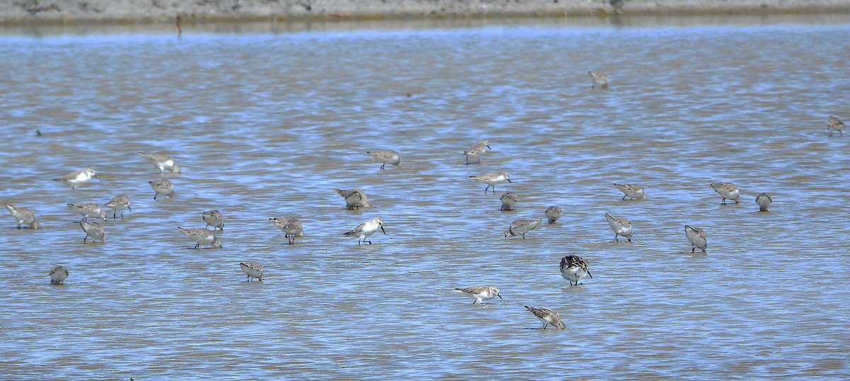 beringsnipe - ML650230593