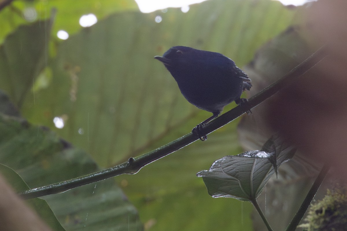 アイイロハナサシミツドリ - ML650230600