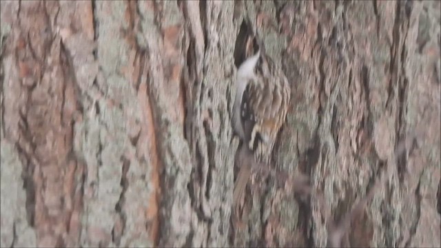 Brown Creeper - ML650230731