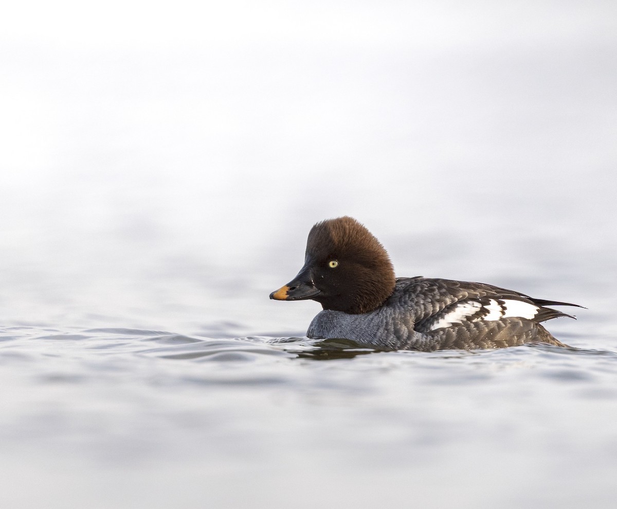 Common Goldeneye - ML650230801