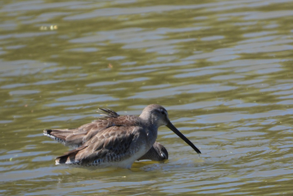 langnebbekkasinsnipe - ML650230853