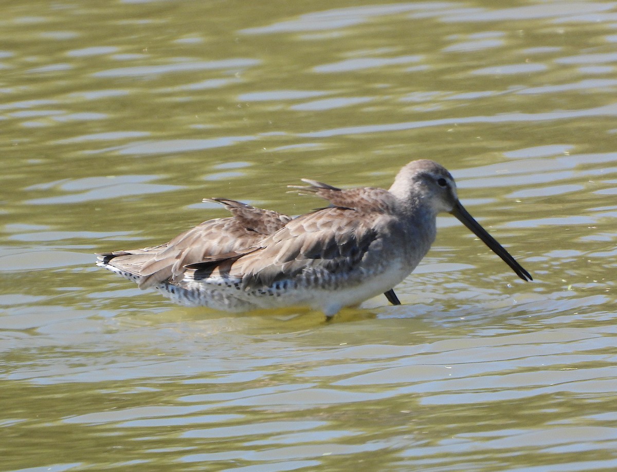 langnebbekkasinsnipe - ML650230854