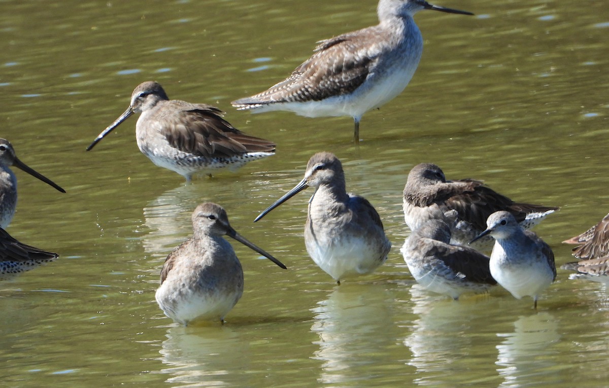 langnebbekkasinsnipe - ML650230855