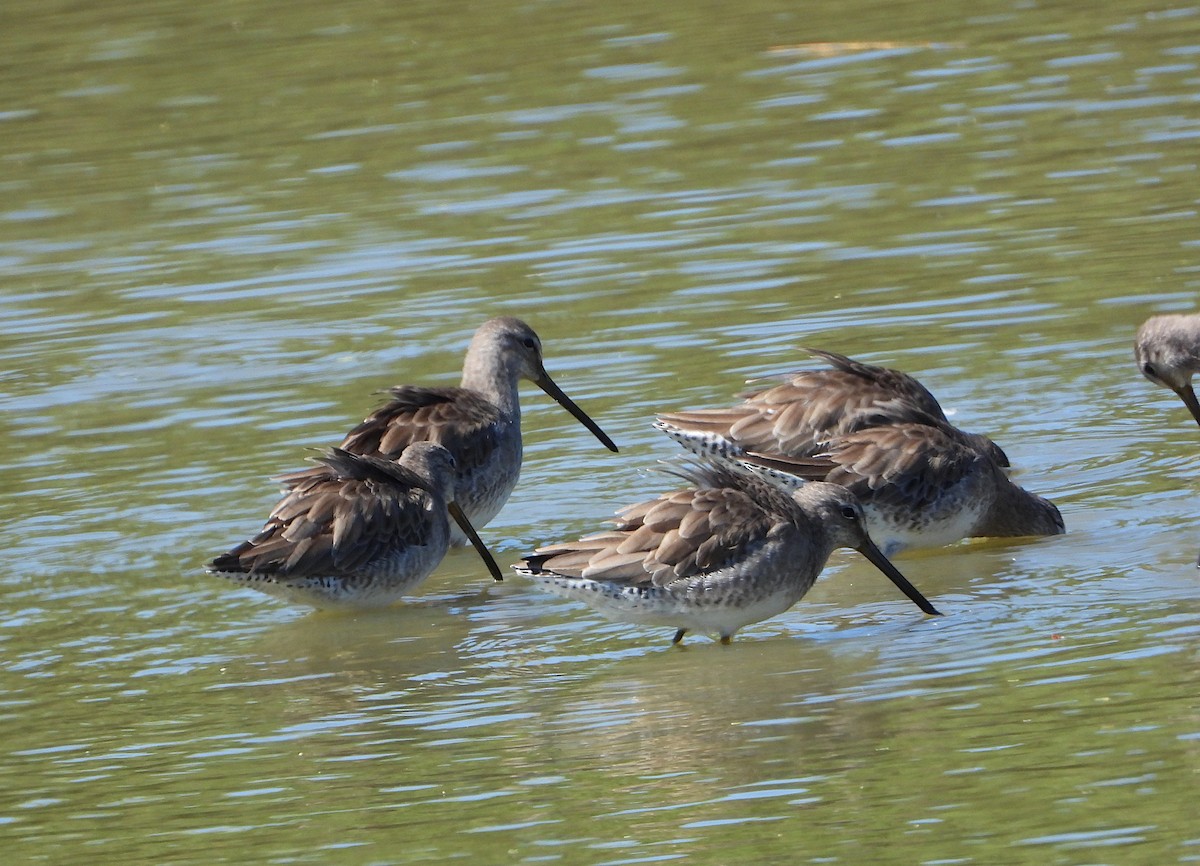 langnebbekkasinsnipe - ML650230856