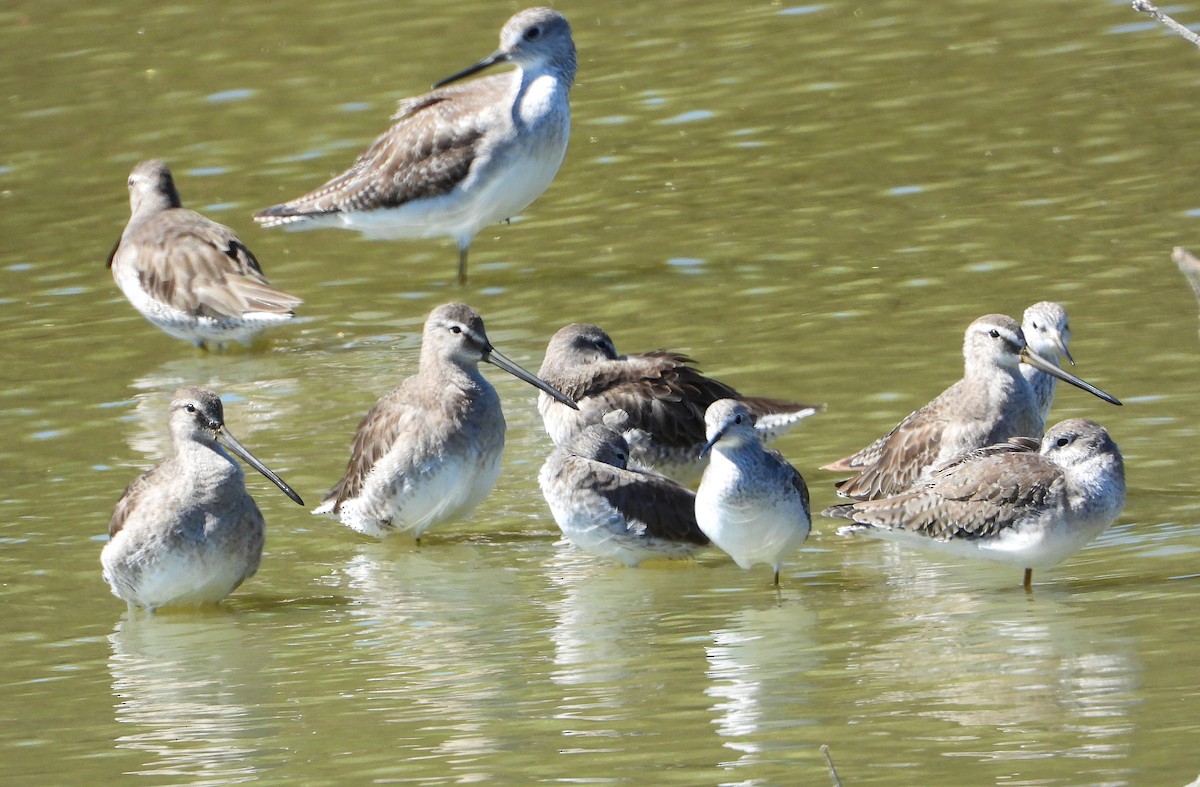 langnebbekkasinsnipe - ML650230857