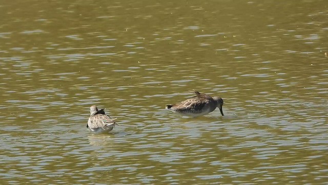 langnebbekkasinsnipe - ML650230945