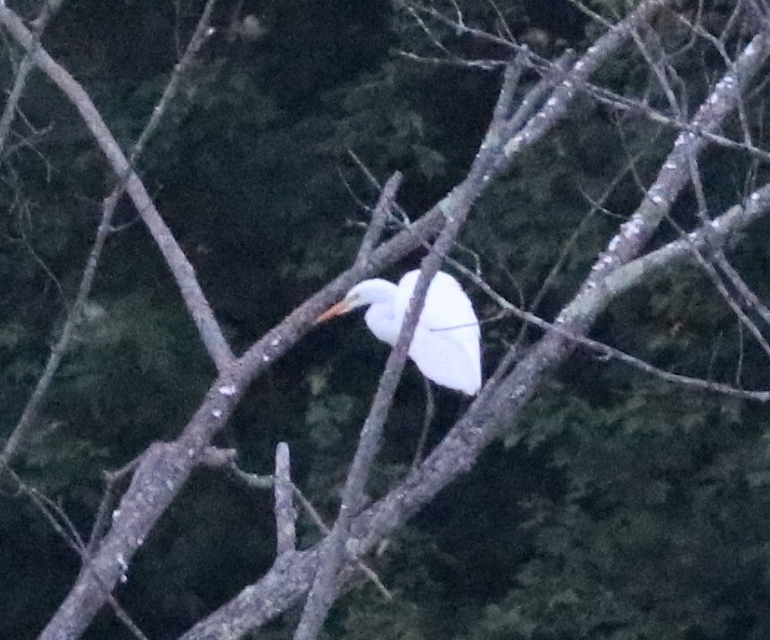 Great Egret - ML65023111