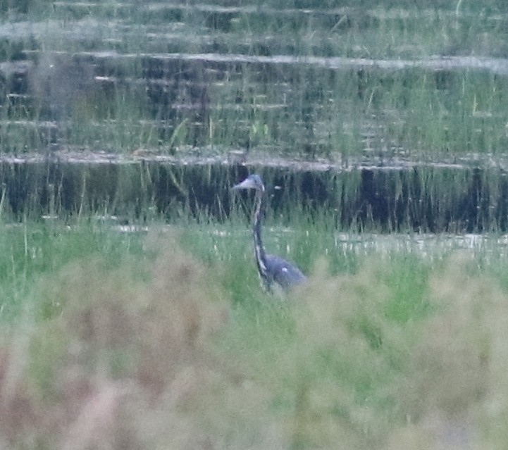 Tricolored Heron - ML65023151