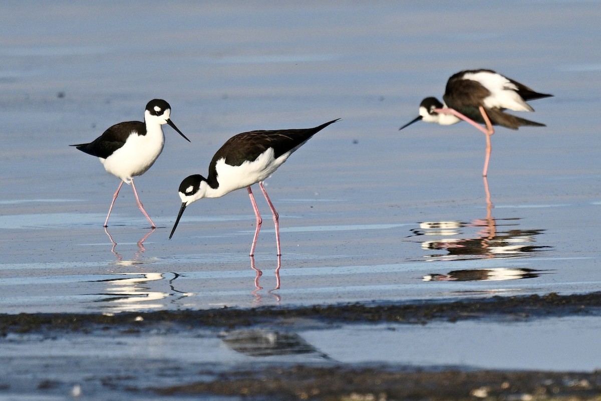 Black-necked Stilt - ML650231724