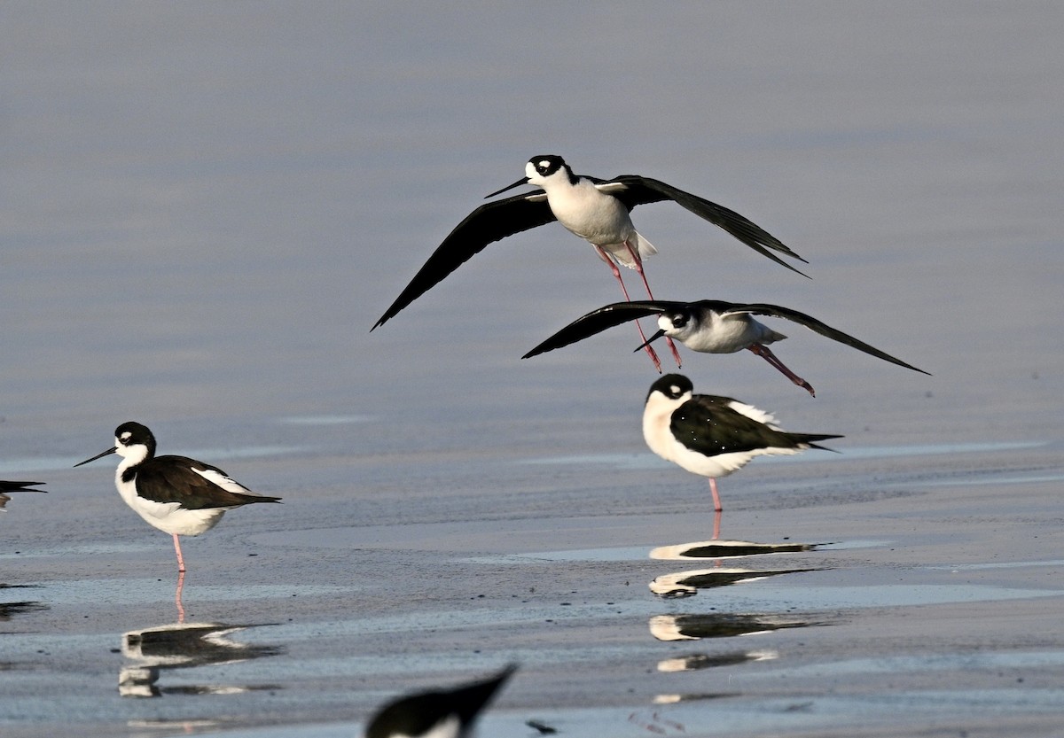 Black-necked Stilt - ML650231725