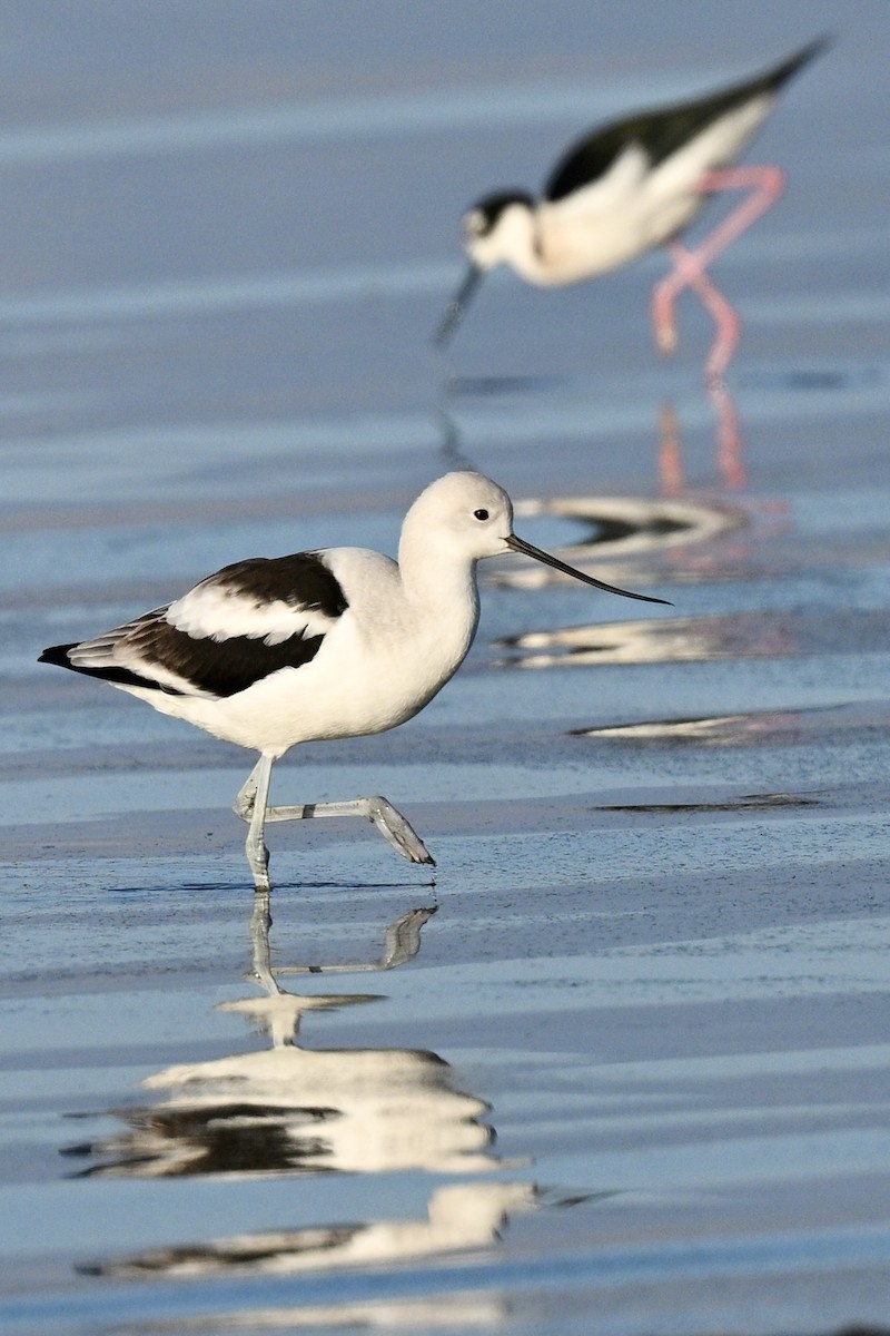 American Avocet - ML650231757