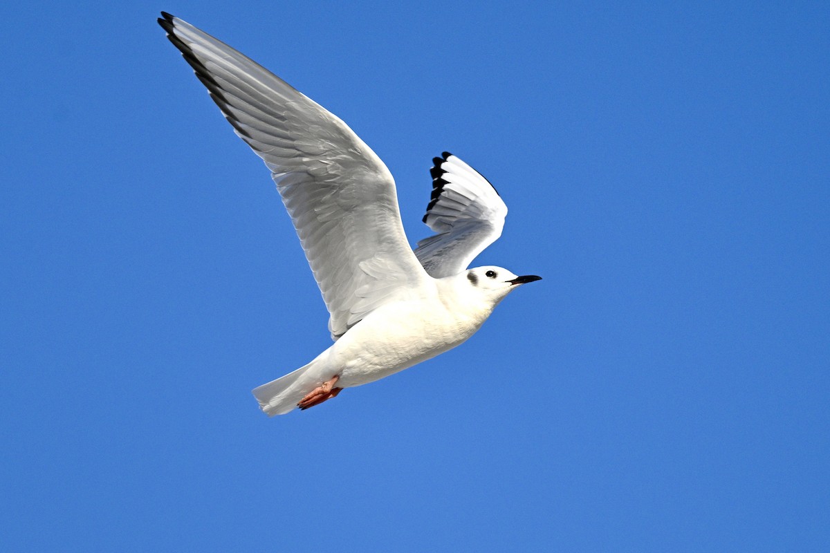 Bonaparte's Gull - ML650231783
