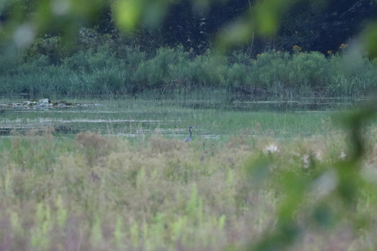 Tricolored Heron - ML65023191