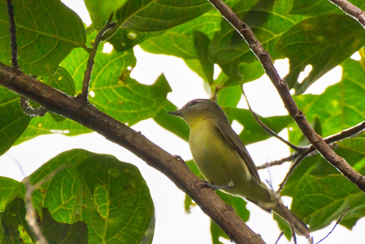 Red-eyed Vireo - ML650231927
