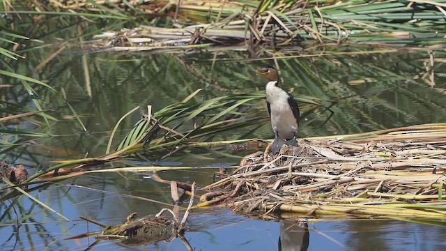 Little Pied Cormorant - ML650232232