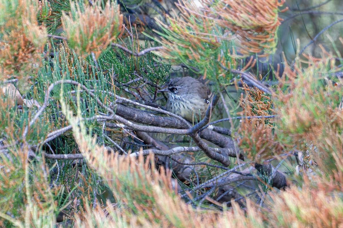 Spotted Scrubwren - ML650232583