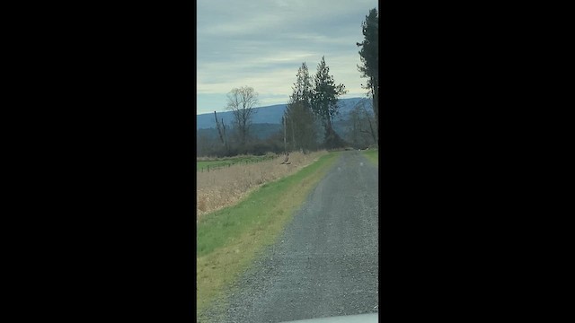 アメリカハイイロチュウヒ - ML650232916