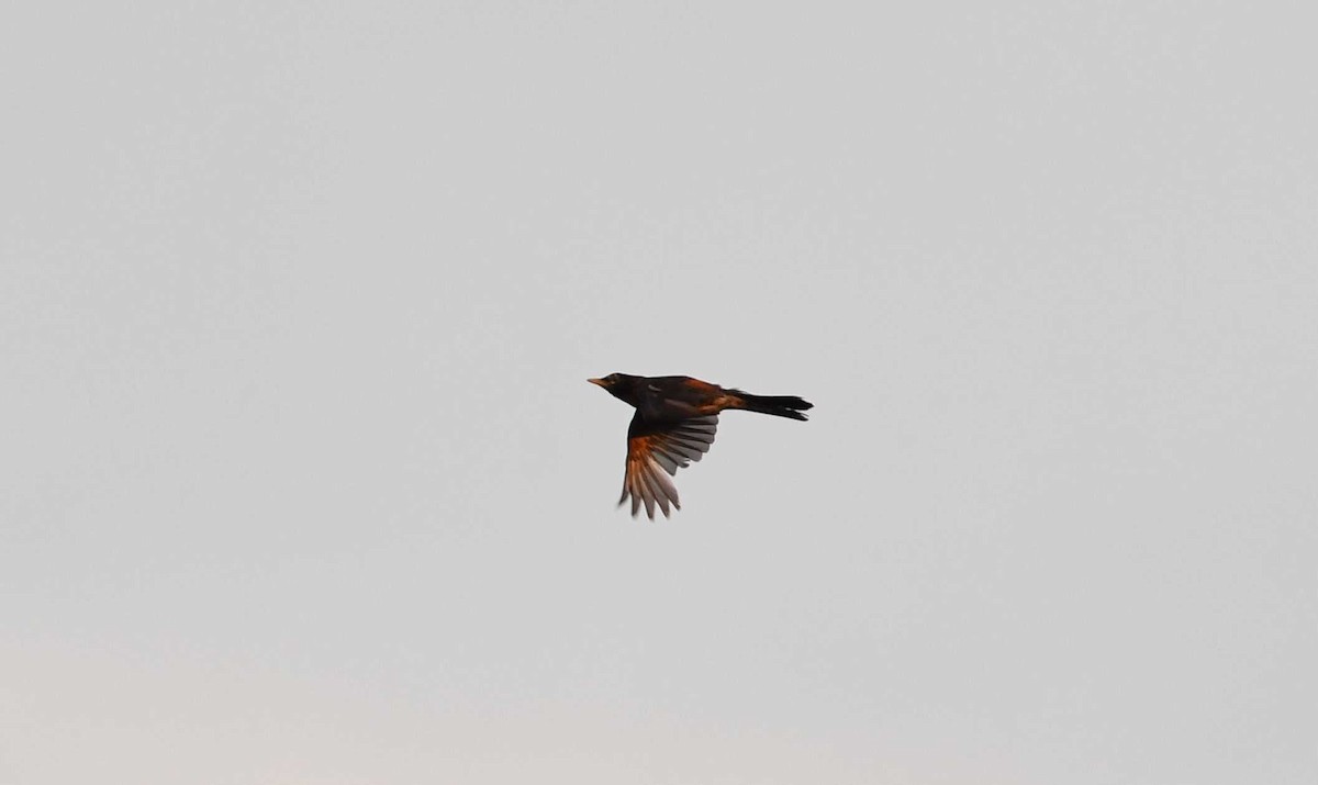 American Robin - Barry Blust