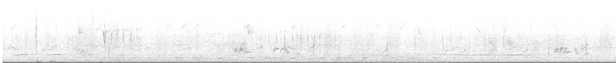 Coliou rayé - ML650233522