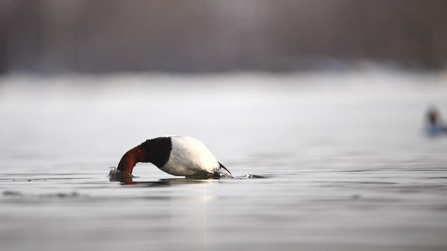 Murgilari bizkarzuria - ML650233597