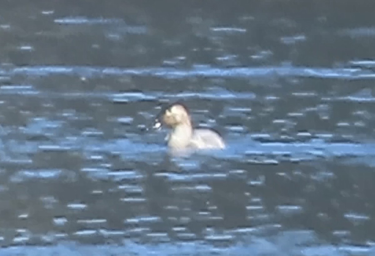 Парусиновый нырок - ML650233900