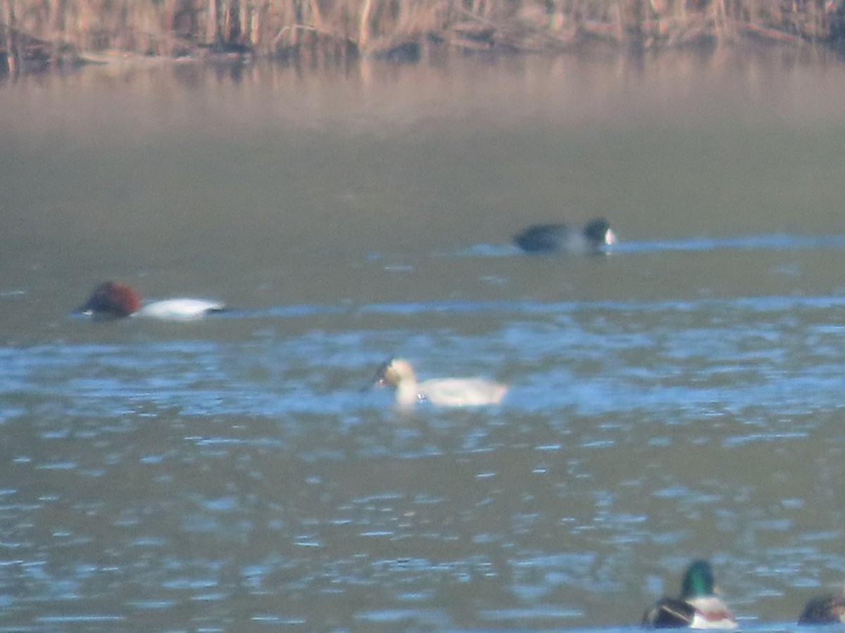 Парусиновый нырок - ML650233959