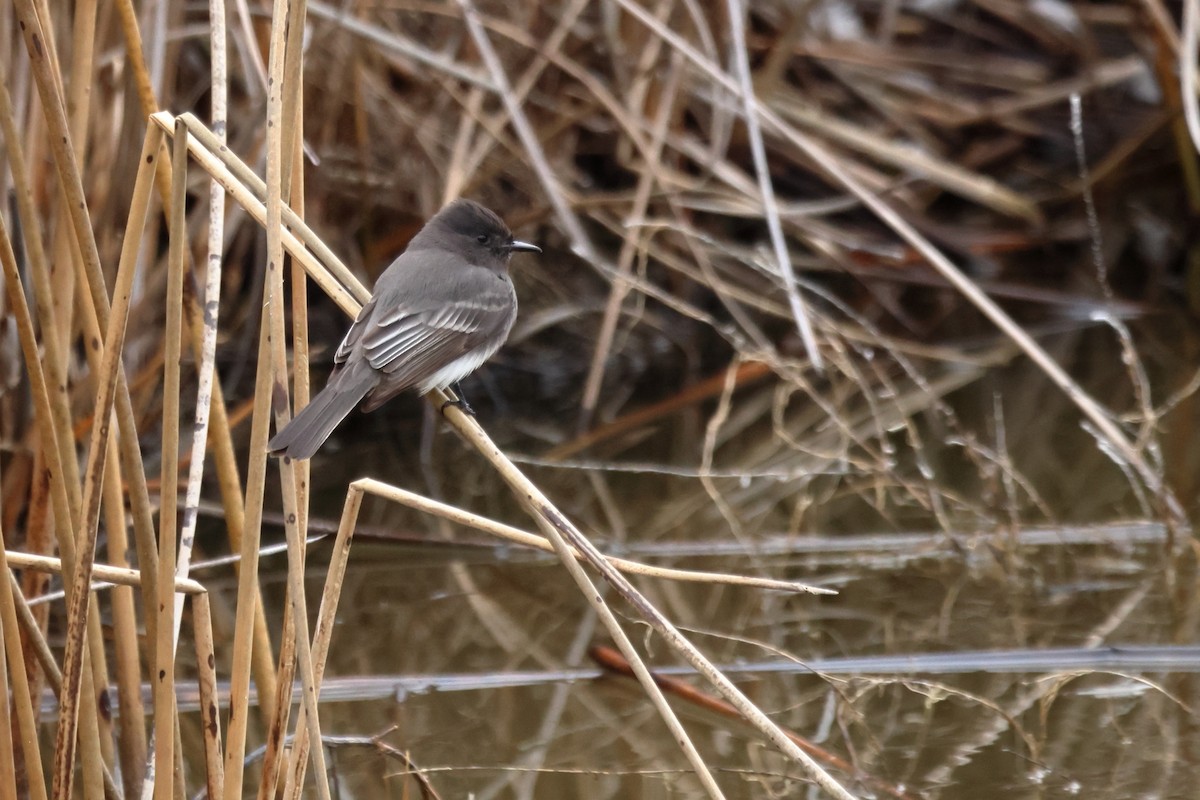 Black Phoebe - ML650234269
