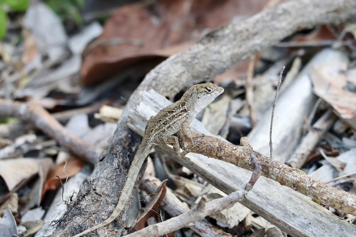 Cuban Brown Anole - ML650234623