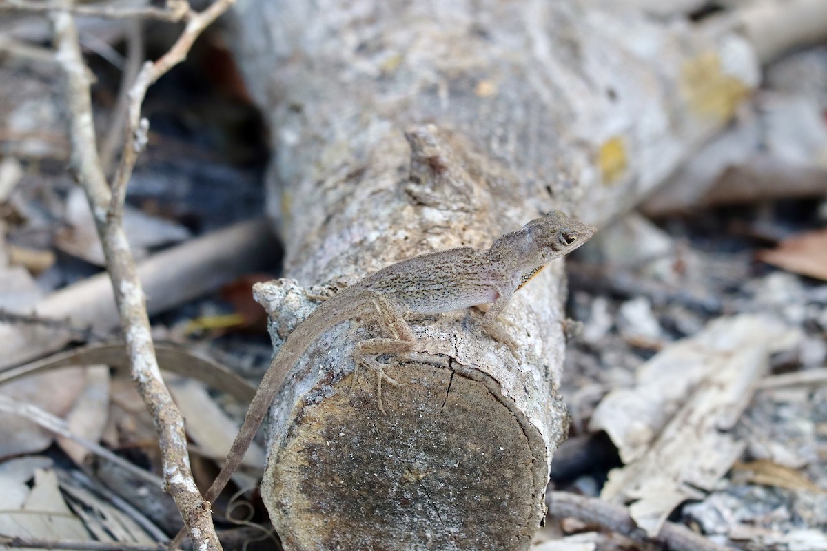 Cuban Brown Anole - ML650234624