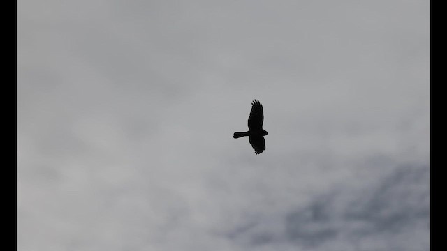 アメリカハイイロチュウヒ - ML650234661