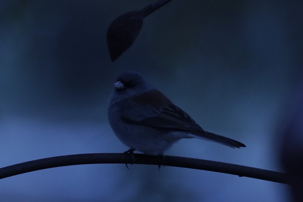 Junco ardoisé (caniceps) - ML650235196