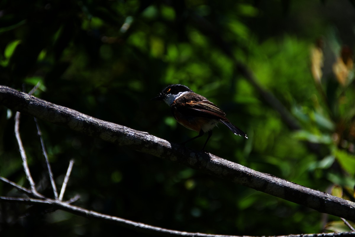 Cape Batis - ML650235303