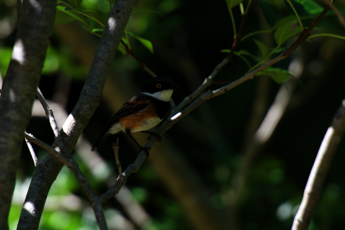 Cape Batis - ML650235304