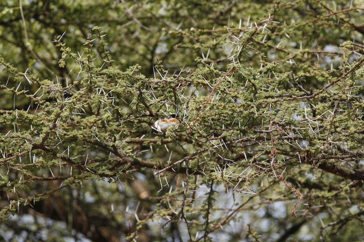 Brubru - ML650235421