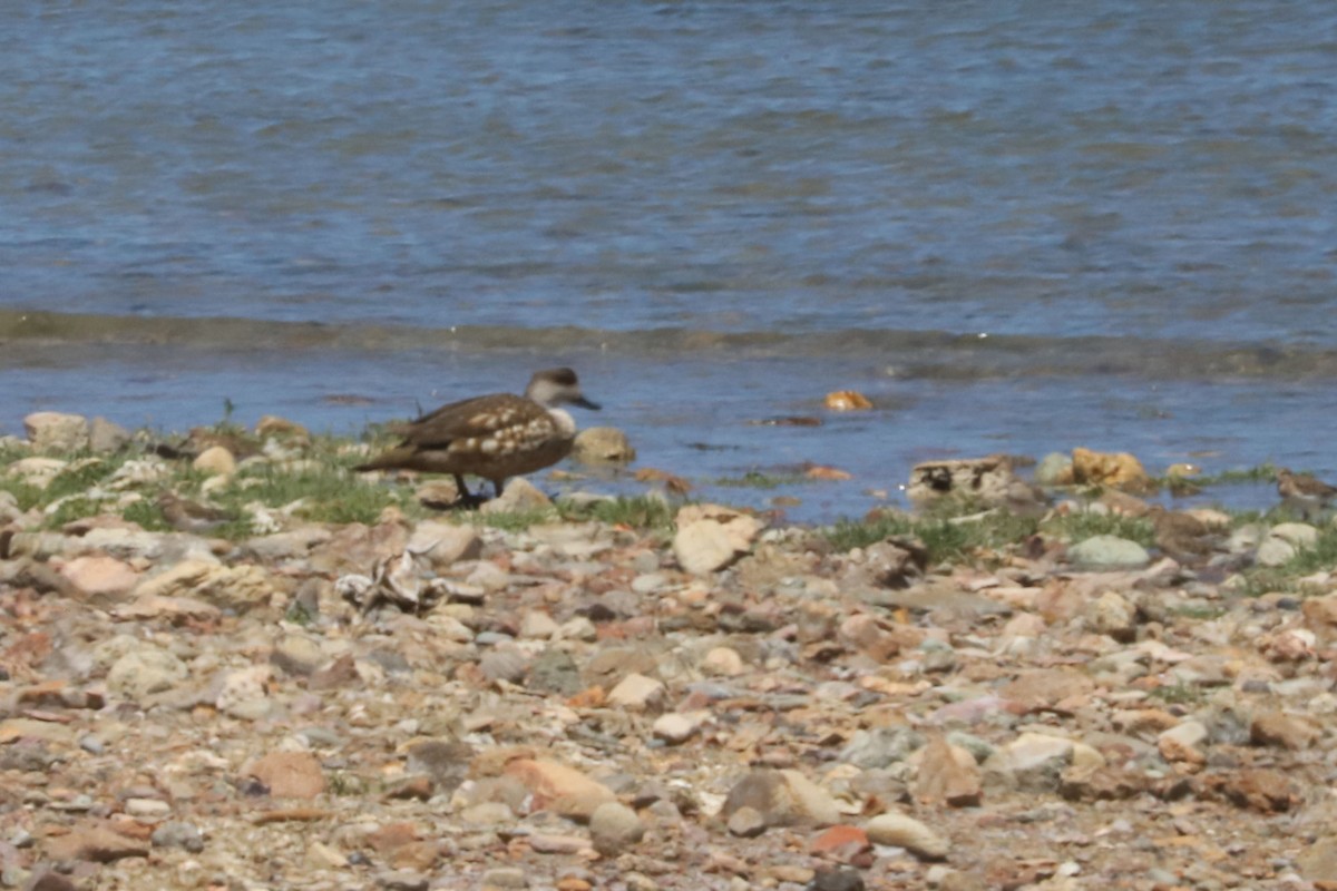 Canard huppé - ML650235481