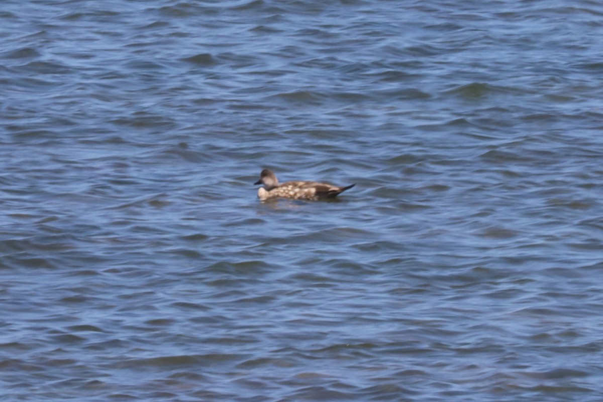 Canard huppé - ML650235482