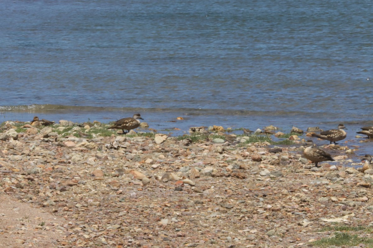 Canard huppé - ML650235483