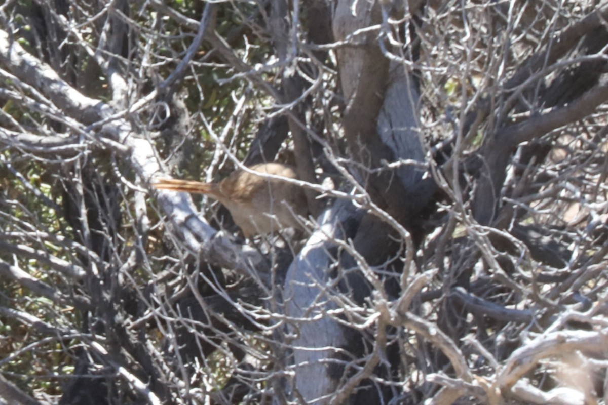 Synallaxe vannier - ML650235487